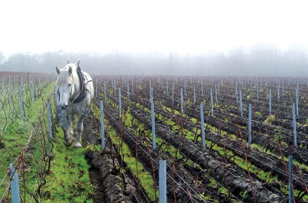 Champagne Chartogne Taillet