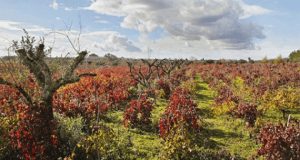 Bairrada vineyards, Portugal