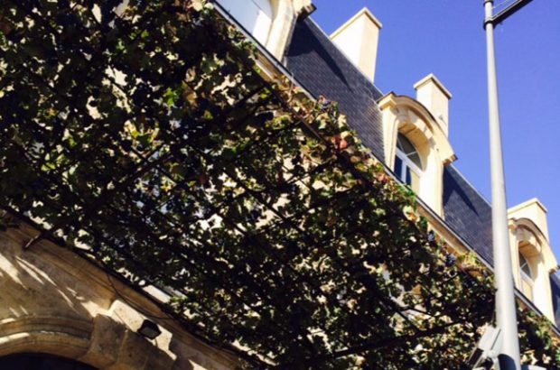 Bordeaux old vine - harvest Bordeaux