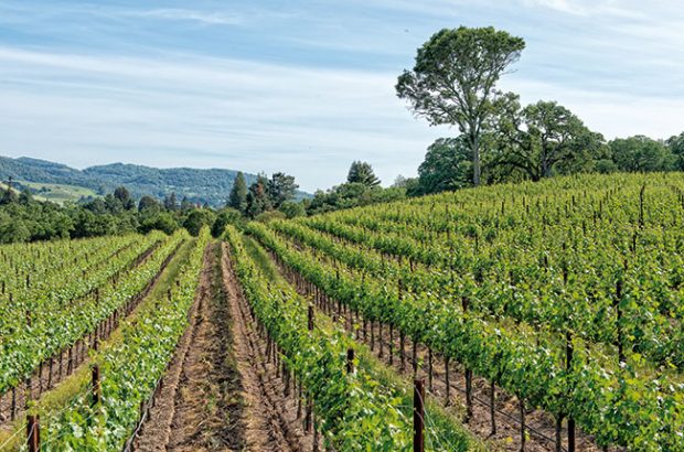 American Viticultural Area Decanter