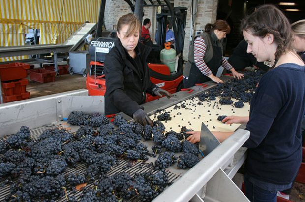 Jefford, sorting grapes at Bichot