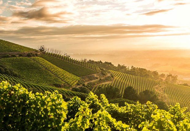 Klein Constantia, Klein Constantia 2011 release