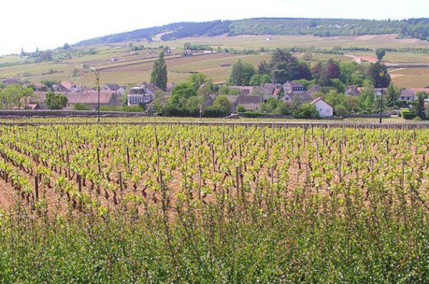 Burgundy 2015, Meursault