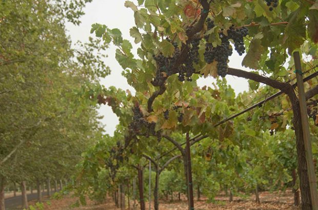 Swanson Vineyards, Napa