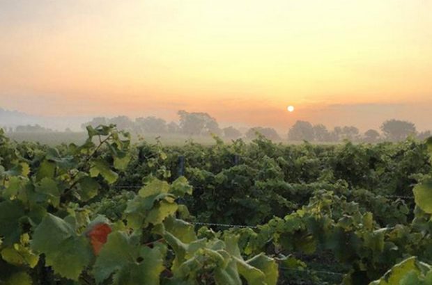 Chapel Down wine, english wine