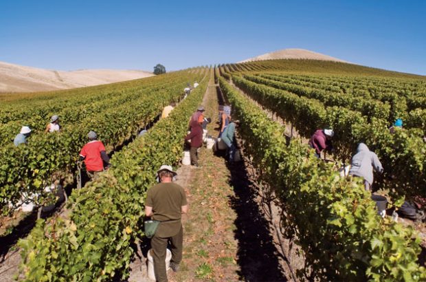 Hand-Harvest---Greywacke’s-2013-Sauvignon-Blanc