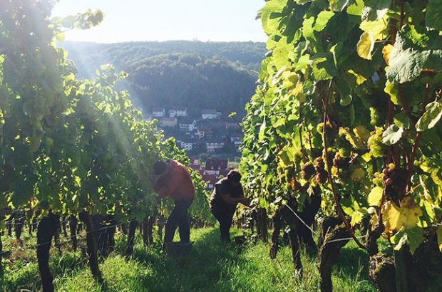 German 2015 harvest, Weingut Ewald Neder