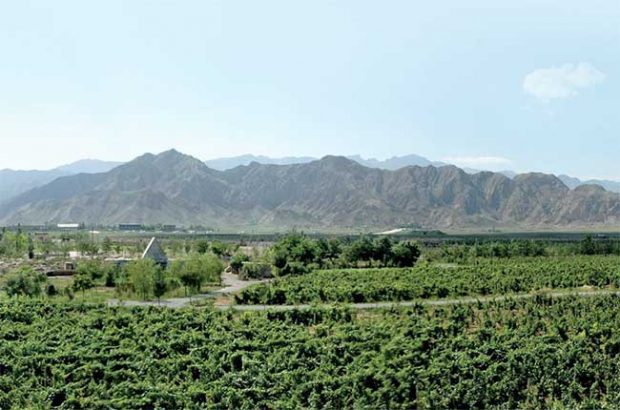 Ningxia vineyards