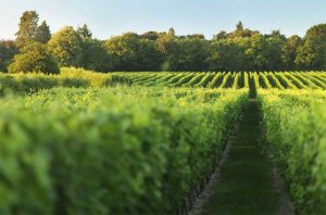 Nyetimber, English wine quiz