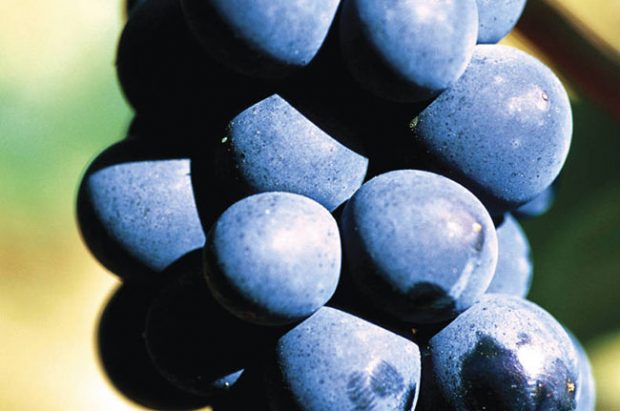 Pinot Noir grapes in Burgundy