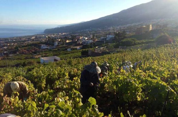 Suertes del Marques, Tenerife wine