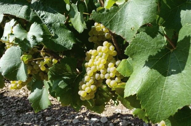 Chablis harvest