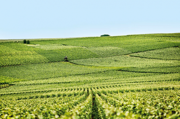 Champagne houses, Champagne Pannier