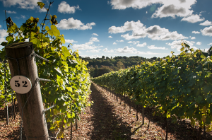 Hambledon Vineyard