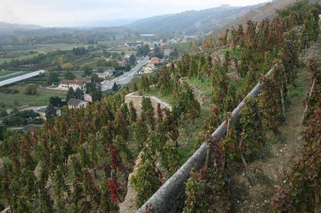 Jefford on Monday: A chat with Philippe