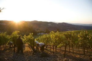 Harvest in Napa Valley