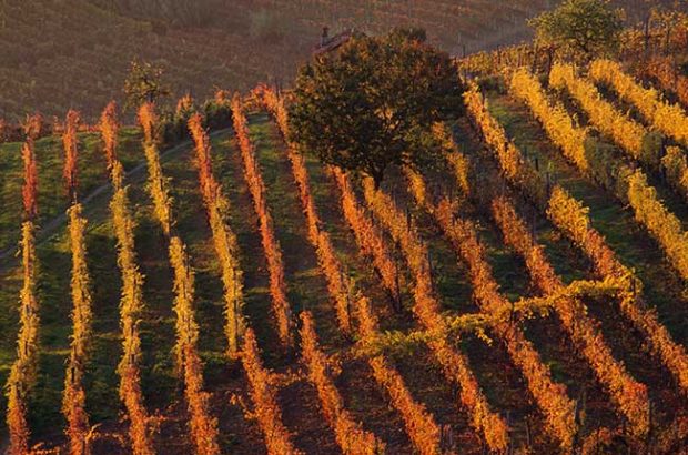 Piedmont vineyards in autumn