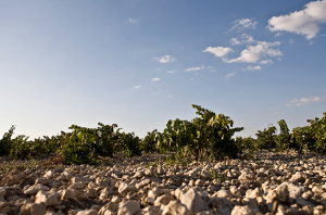 Ribera del Duero vineyards, spanish red wine