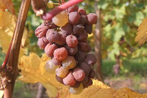 Alsace Hugel, Riesling grapes botrytis