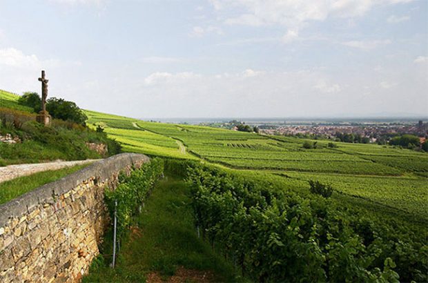 Vorbourg Grand Cru vineyard in Alsace