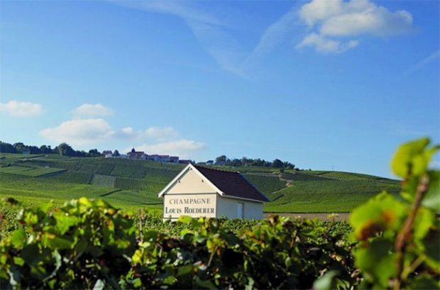 Champagne Louis Roederer vines