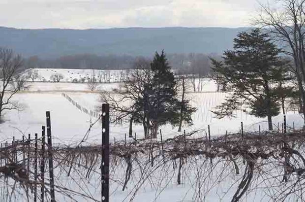 Veramar vineyard, Bogarty Family Wine Estates