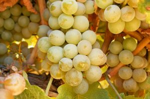 Gewürztraminer---Homepage