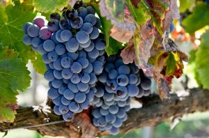Cannonau Grenache