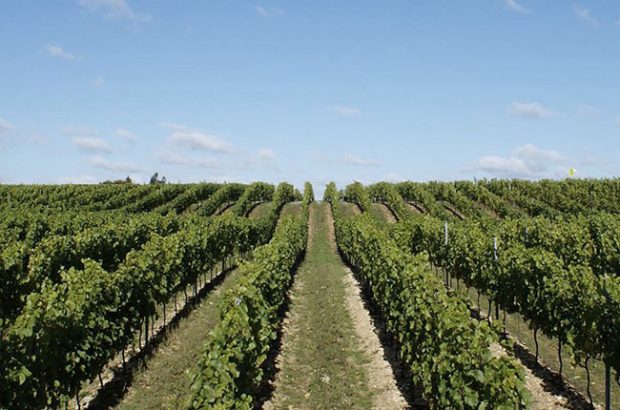 Hampshire Wine Festival Hattingley Valley