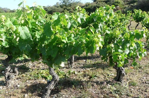 Château Wiala in Fitou, Languedoc-Roussillon