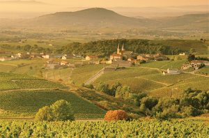 Mâcon vineyards in Burgundy