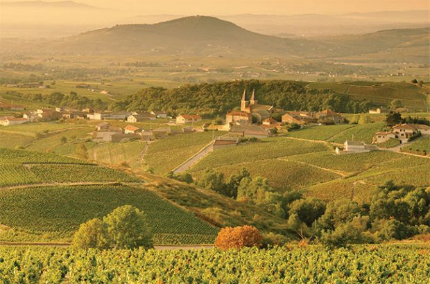Mâcon vineyards in Burgundy