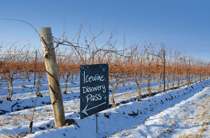 Wine festivals, Niagara Ice Wine festival