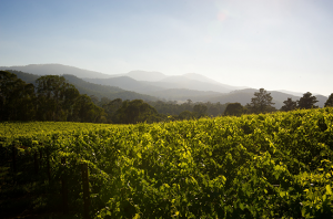 24 hours in King Valley,