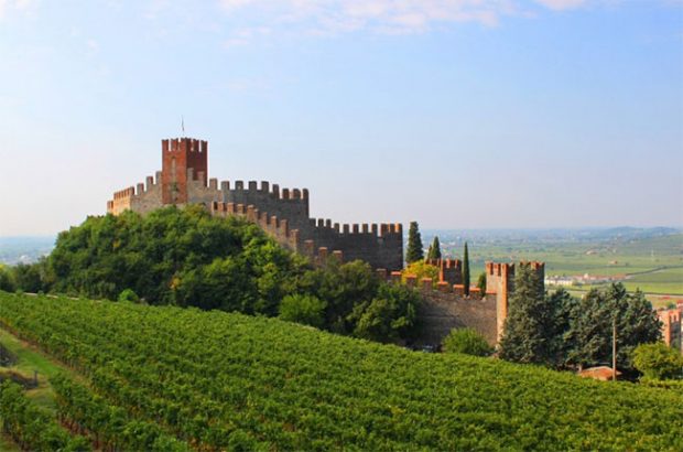 Soave vineyards