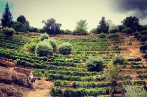 Malvedos Douro harvest 2013