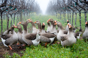 Vineyard animals, geese