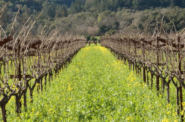 Ulysses Estate, Napa Valley