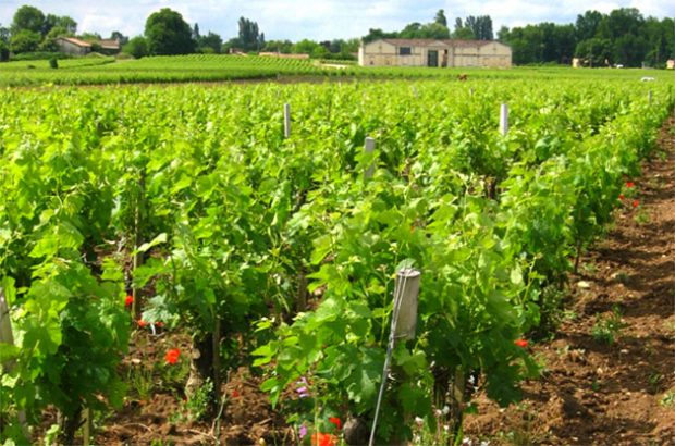 Vineyards owned by Château Tour Saint-Fort