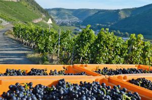 Pinot Noir harvest at Jean Stodden vineyards overlooking the Ahr river