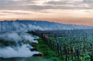 Burgundy frost. burgundy 2016 harvest