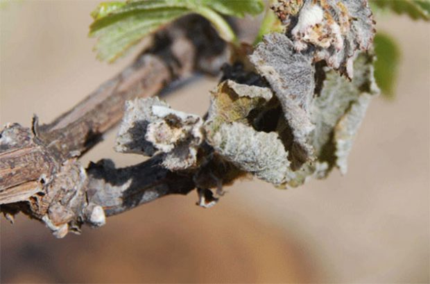 frost, burgundy, pinot noir