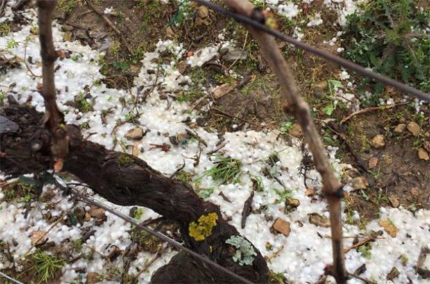 Hail stones in Domaine Gonon vineyards, mâcaonnais
