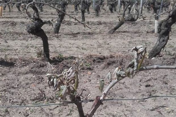 Frost inLoire vineyards