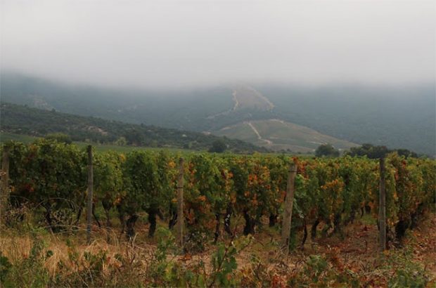 Colchagua Valley vineyards, Chile 2016 vintage