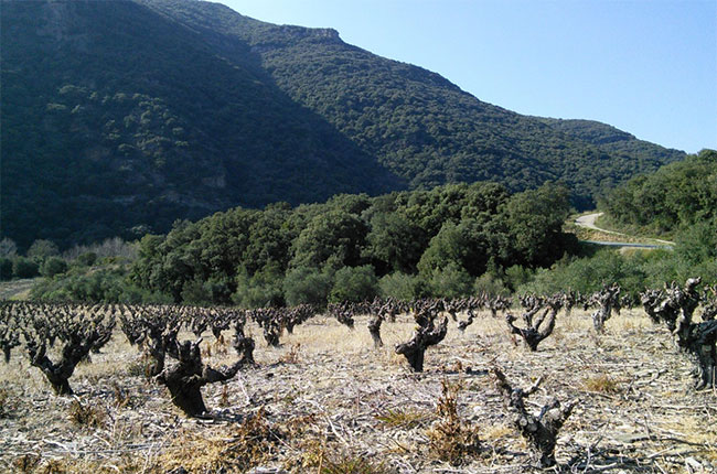 Schist vineyards in Roquebrun, Languedoc, Jefford