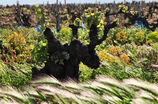 The mistral wind blows through Châteauneuf vineyards.