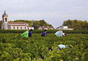 Bordeaux 2015 vintage guide