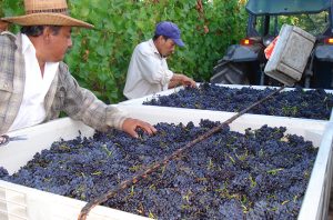 California, Sonoma County Kutch Vineyards harvest