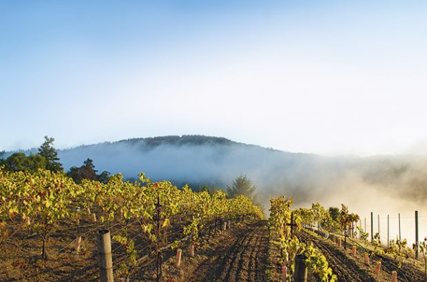 Sonoma Coast producers